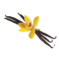 Vanilla